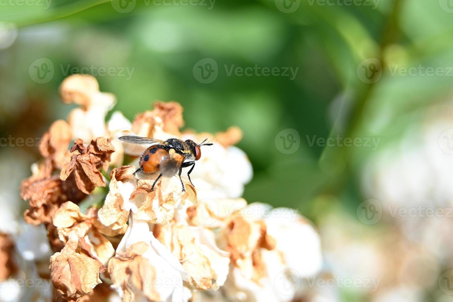 mosca marrom pontilhada em flores murchas foto