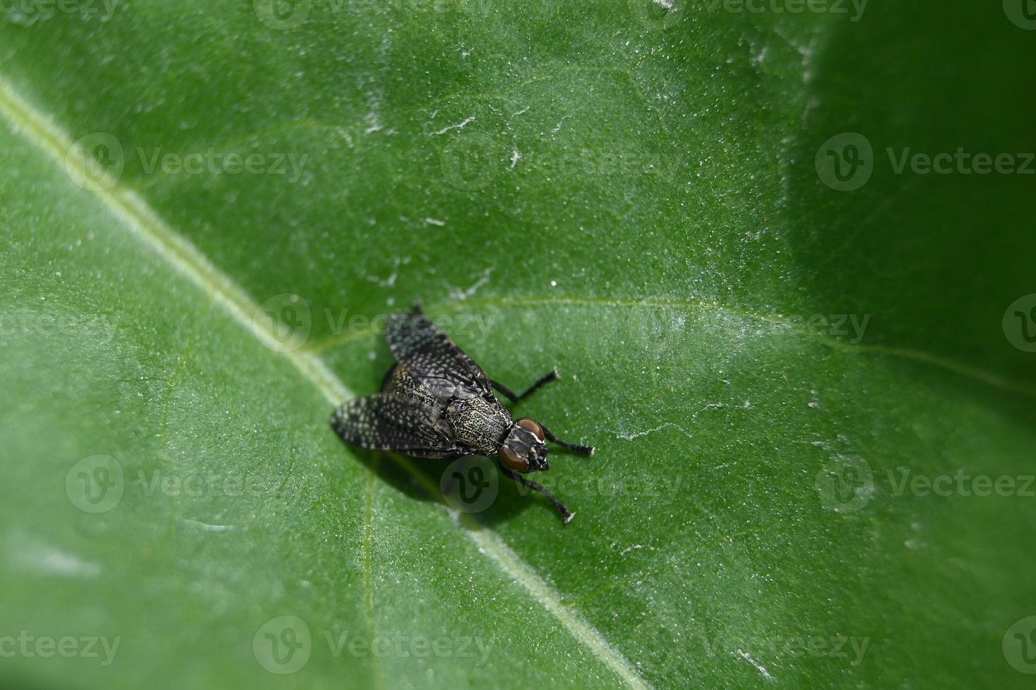 mosca variegada em uma folha verde foto