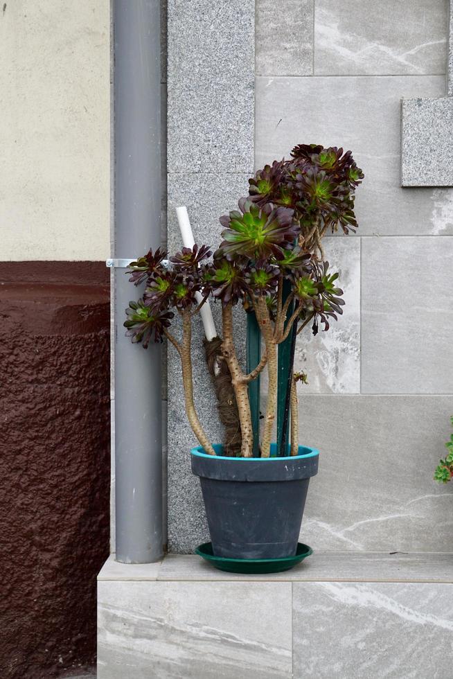 vaso de flores na rua foto