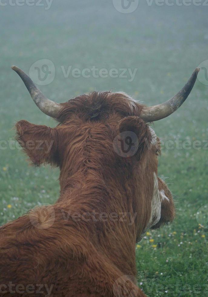 retrato de vaca marrom no prado foto