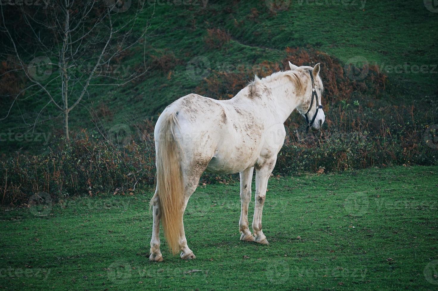 lindo retrato de cavalo branco no prado foto