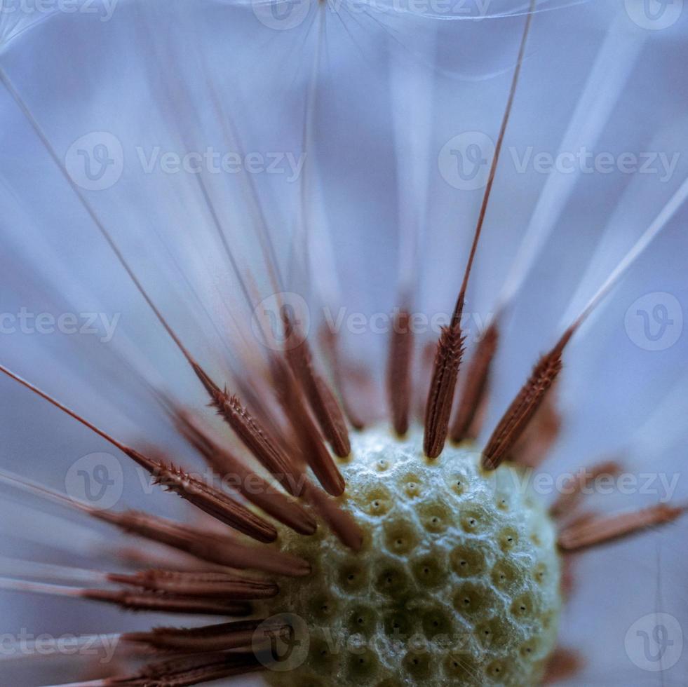 bela semente de flor dente de leão na primavera foto