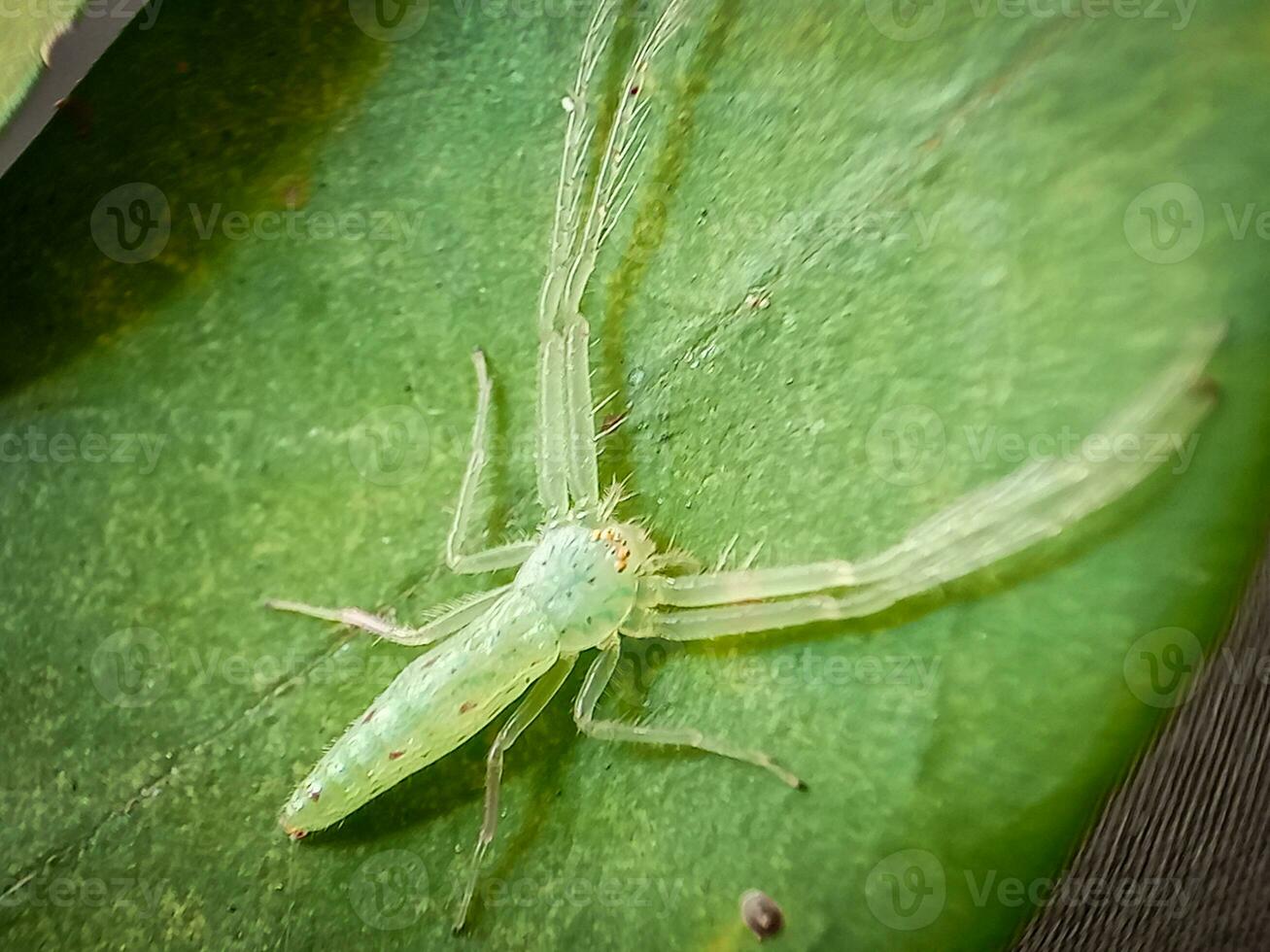 lisomanos viridis, comumente conhecido Como a magnólia verde saltador, é uma espécies do pulando aranha do a gênero lisomanos foto