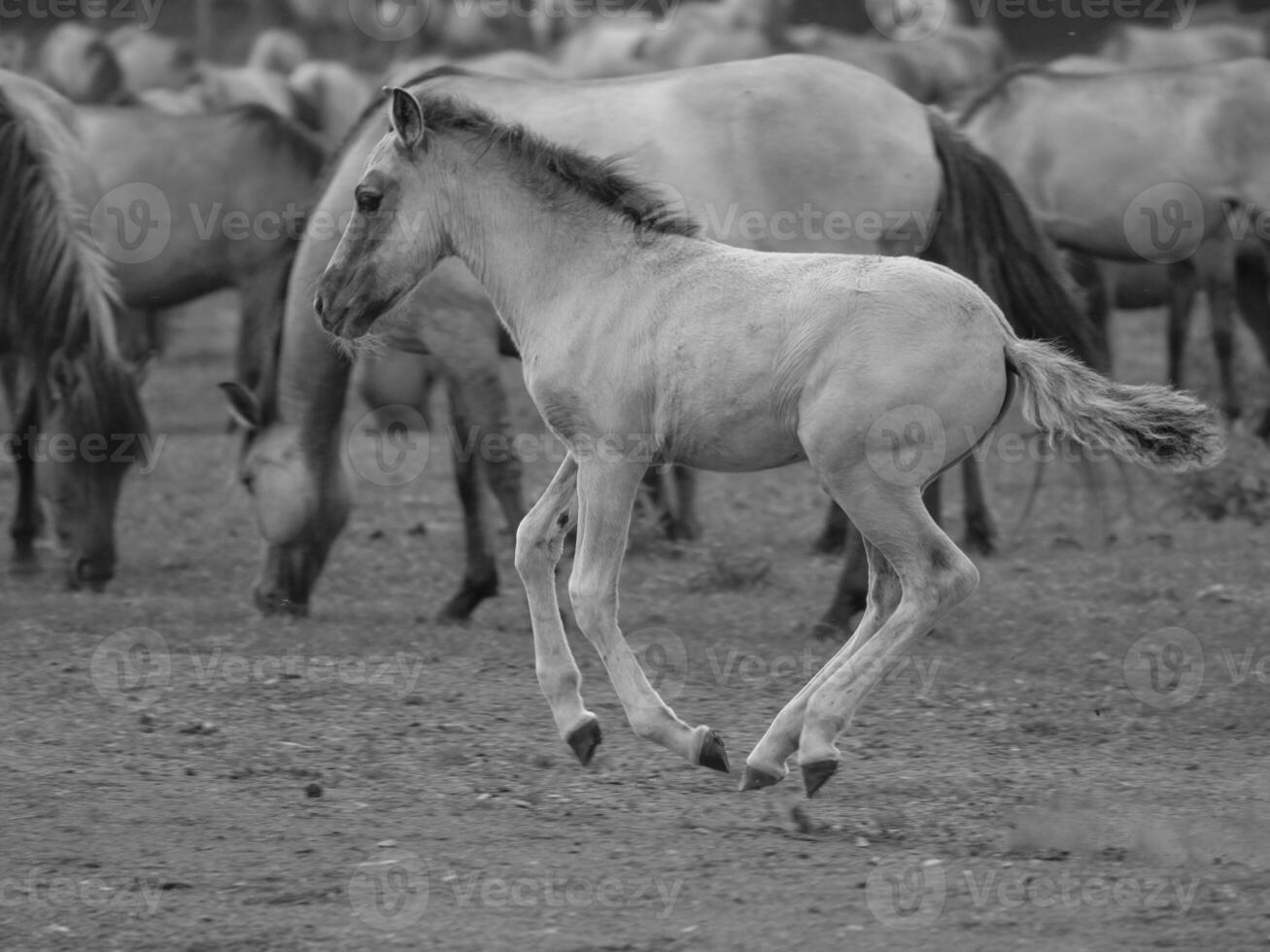 cavalos selvagens na Vestfália foto