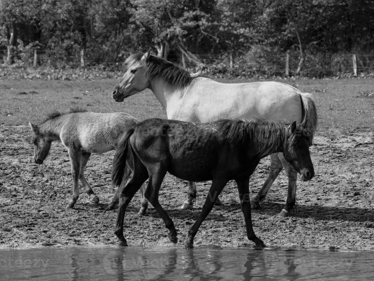 selvagem cavalos e potros foto