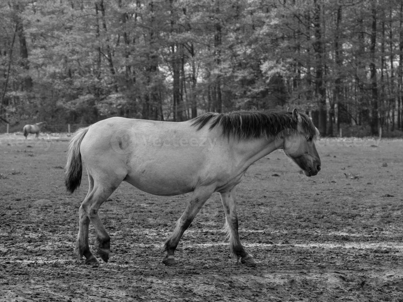 cavalos selvagens na alemanha foto