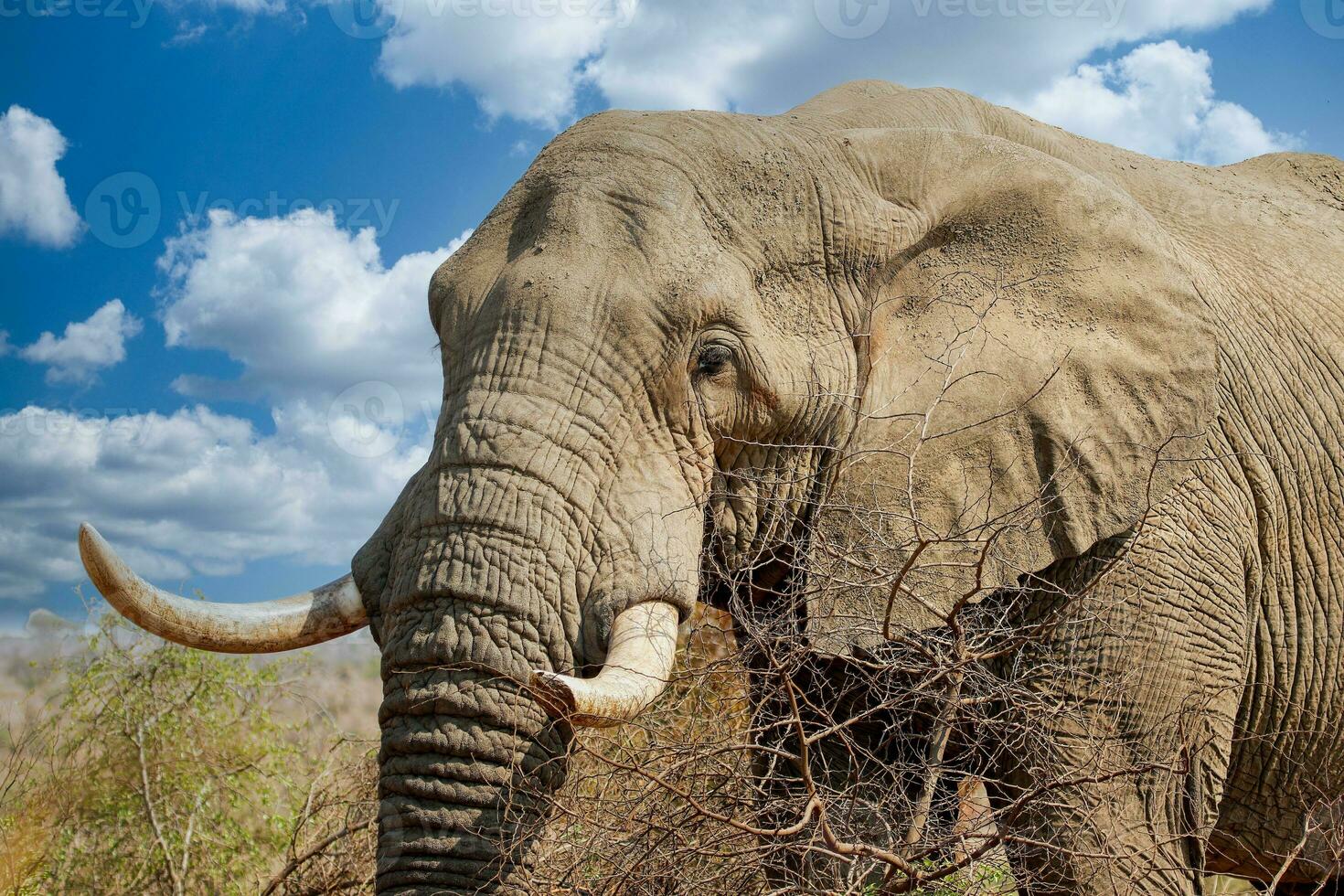 elefantes às hwange nacional parque, Zimbábue foto