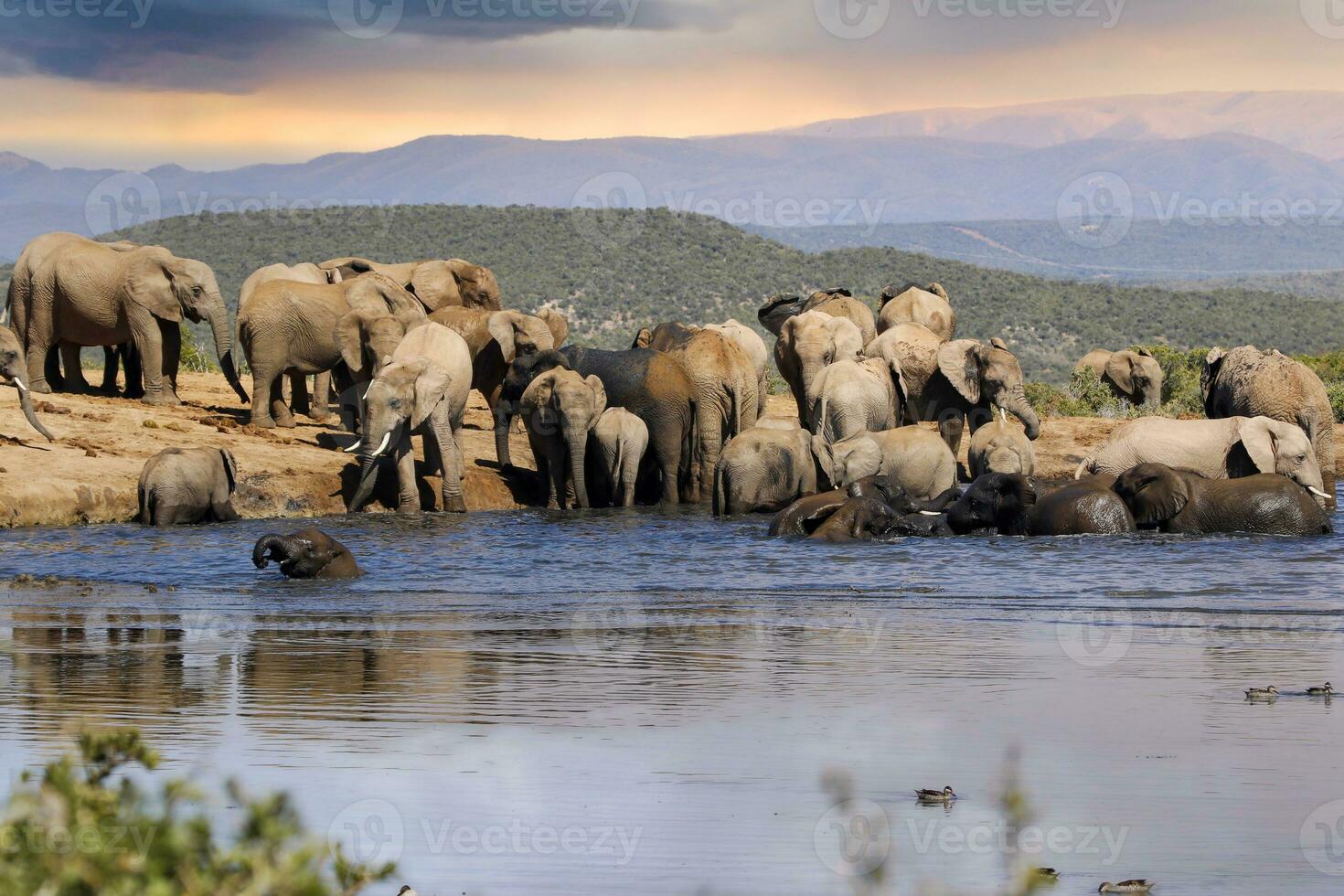 elefantes dentro addo nacional parque, sul África foto