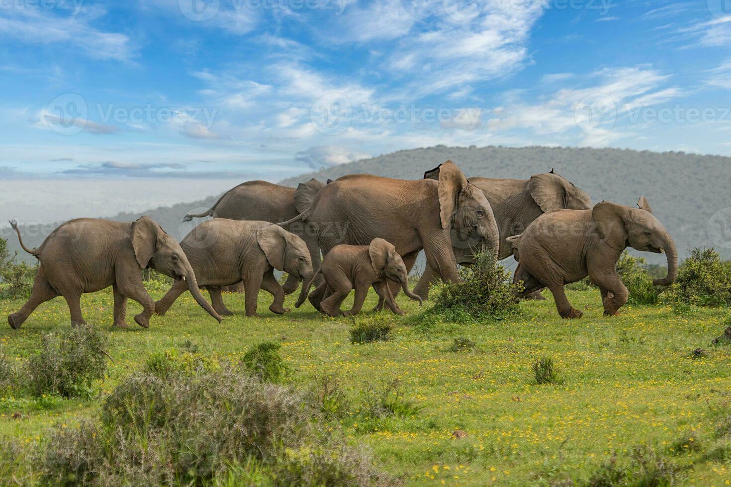 elefantes às addo nacional parque, sul África foto