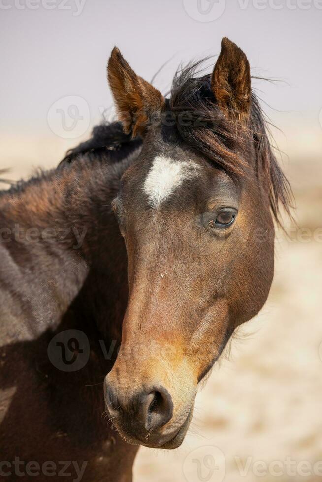 selvagem cavalo do garub, Namíbia foto