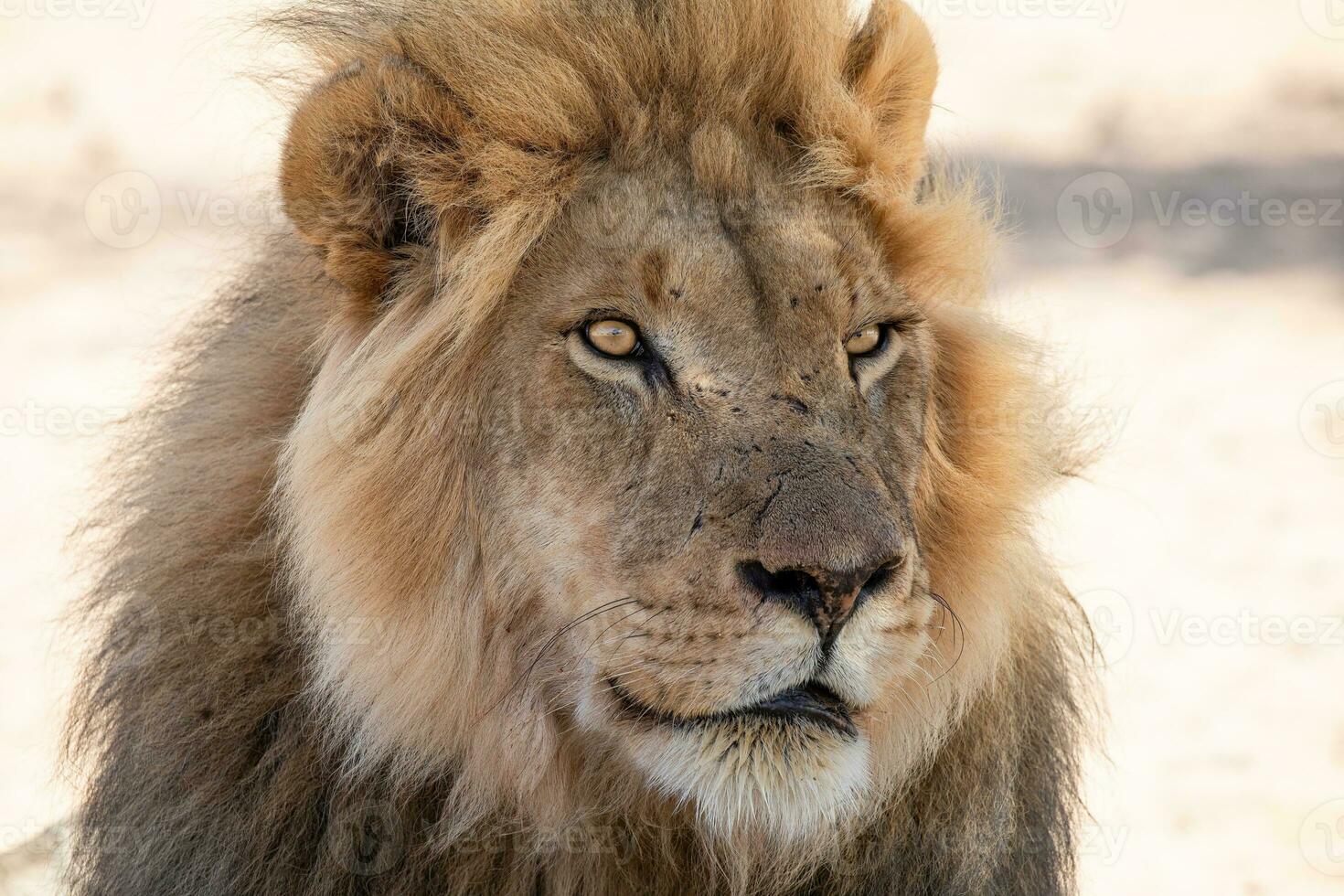 leão às kgalagadi transfronteiriço parque, sul África foto