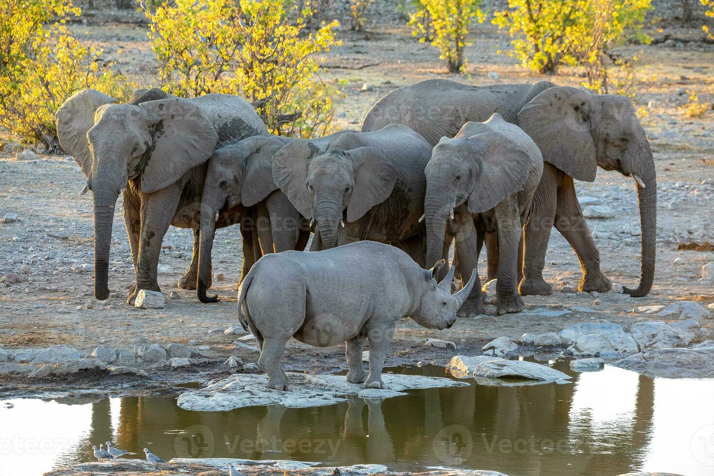 rinoceronte e elefante às Etosha nacional parque, Namíbia foto