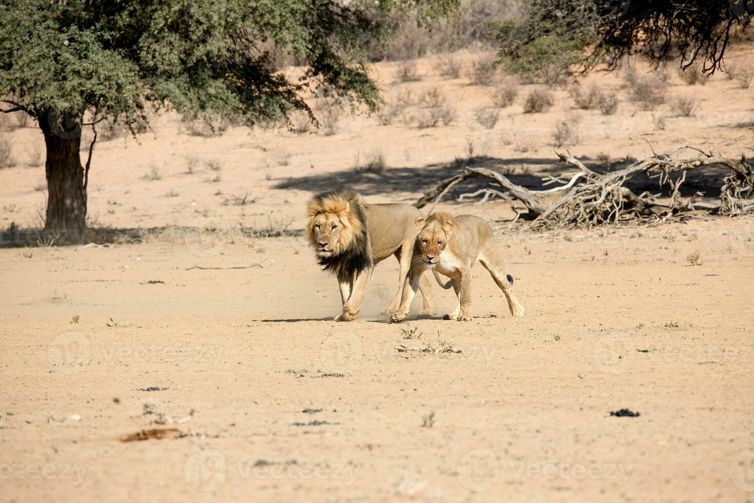 leões dentro a kgalagadi transfronteiriço parque, sul África foto