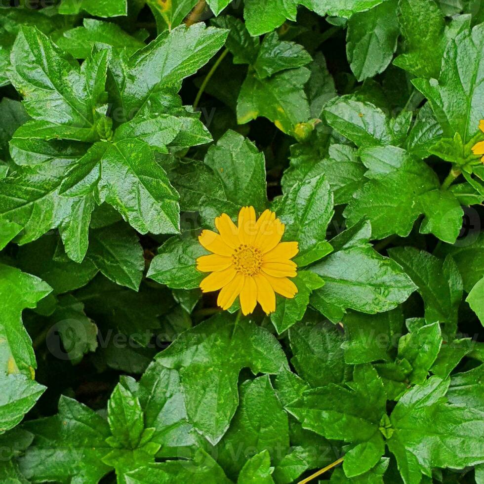 pequeno flores e verde folhas dentro tropical países foto