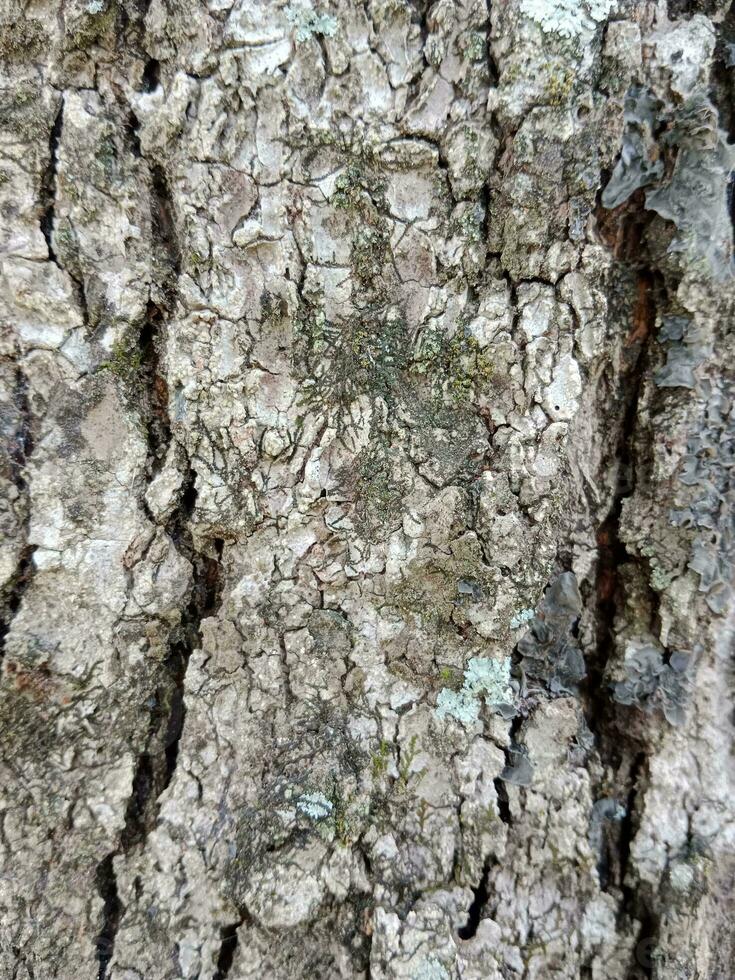 árvore latido textura. manga árvore fundo. velho tronco padronizar. rude de madeira pele fechar-se. foto