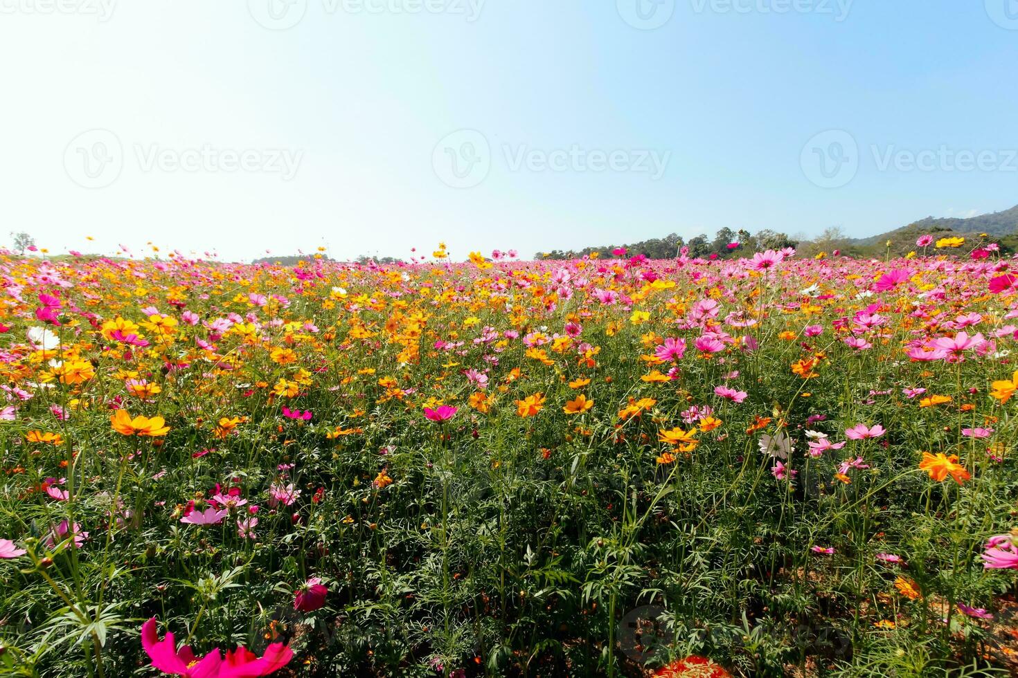 a cosmos flor fundo dentro a jardim é plantado Como a ornamental plantar para Essa quem gostar para levar As fotos com cosmos flores para levar uma memorial foto dentro a grande campo do cosmos flores