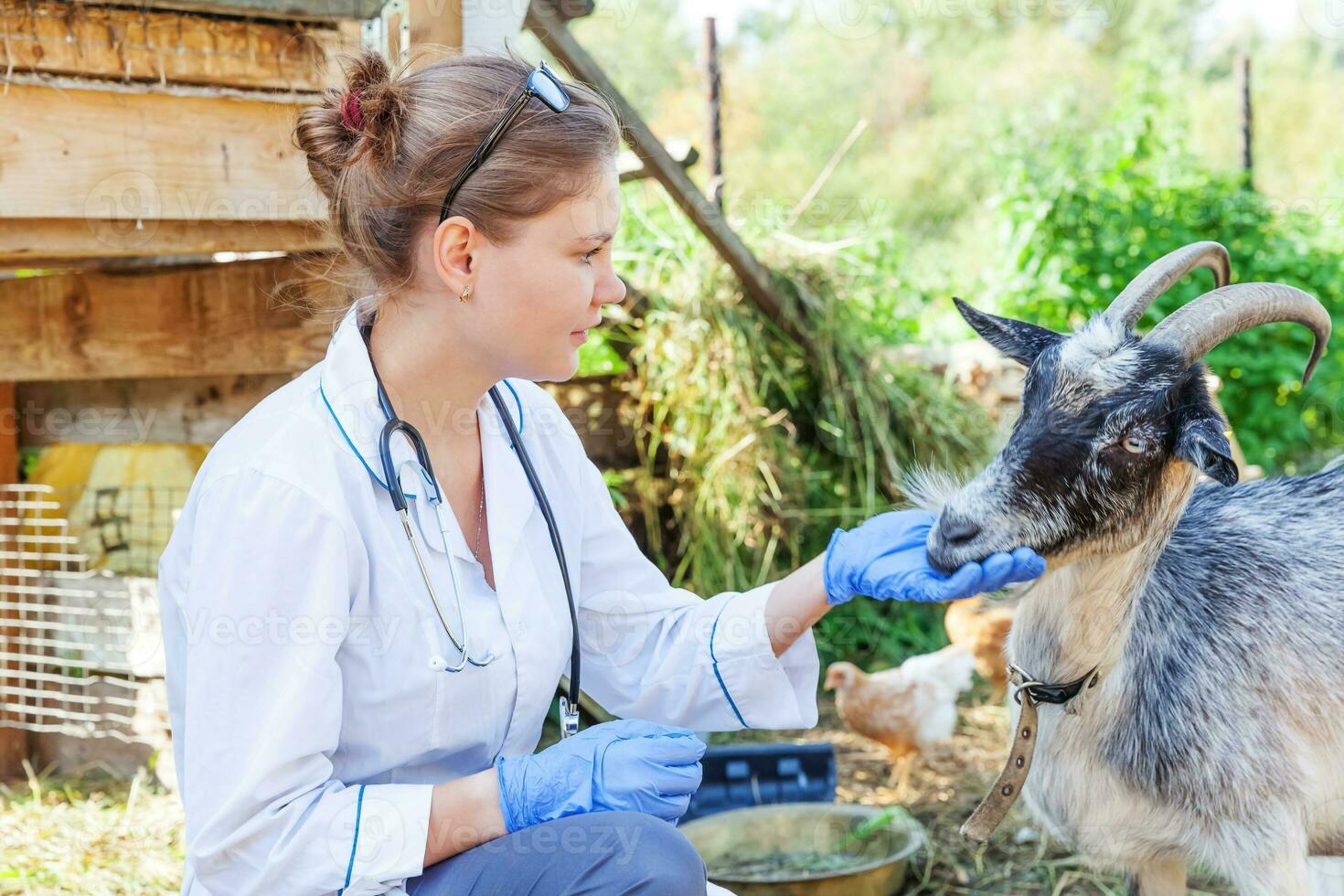 jovem veterinário mulher com estetoscópio segurando e examinando bode em rancho fundo. jovem bode com veterinario mãos para Verifica acima dentro natural eco Fazenda. animal Cuidado gado ecológico agricultura conceito. foto