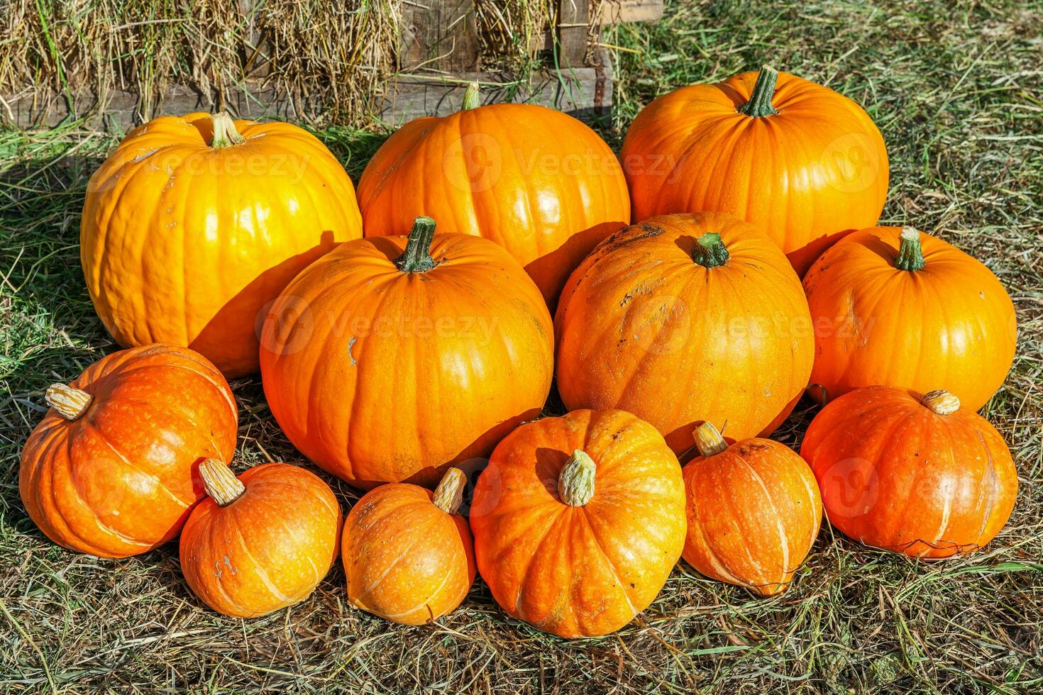 natural outono outono vista abóbora no fundo da fazenda eco. papel de parede inspirador de outubro ou setembro. mudança das estações, conceito de alimentos orgânicos maduros. dia de ação de graças de festa de halloween. foto