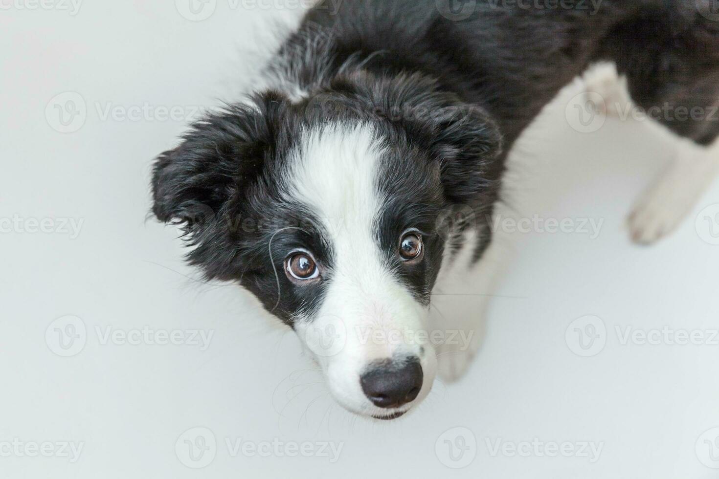 retrato de estúdio engraçado de lindo smilling cachorrinho border collie isolado no fundo branco. cuidados com animais de estimação e conceito de animais foto