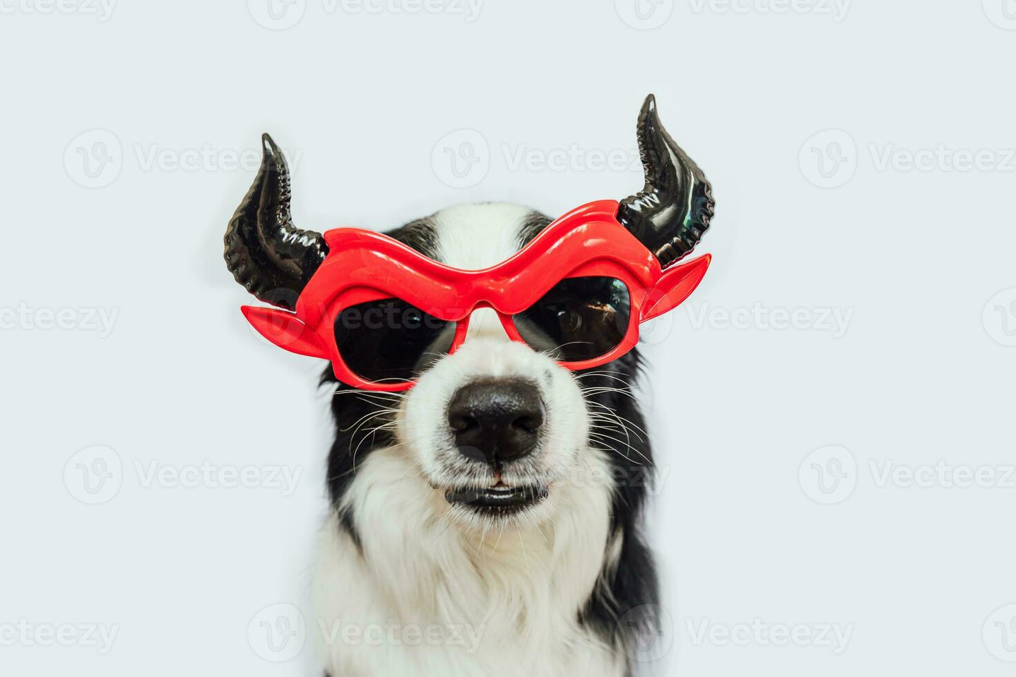 conceito de gostosuras ou travessuras. engraçado cachorrinho border collie vestido de halloween bobo satanás diabo óculos traje assustador e assustador isolado no fundo branco. preparação para festa de halloween. foto