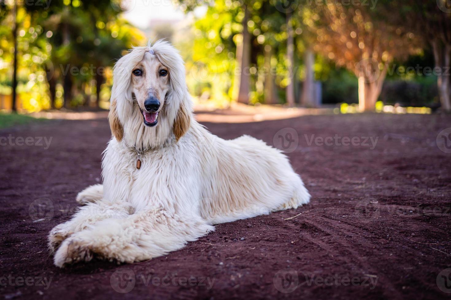 um afegão em puerto de la cruz foto