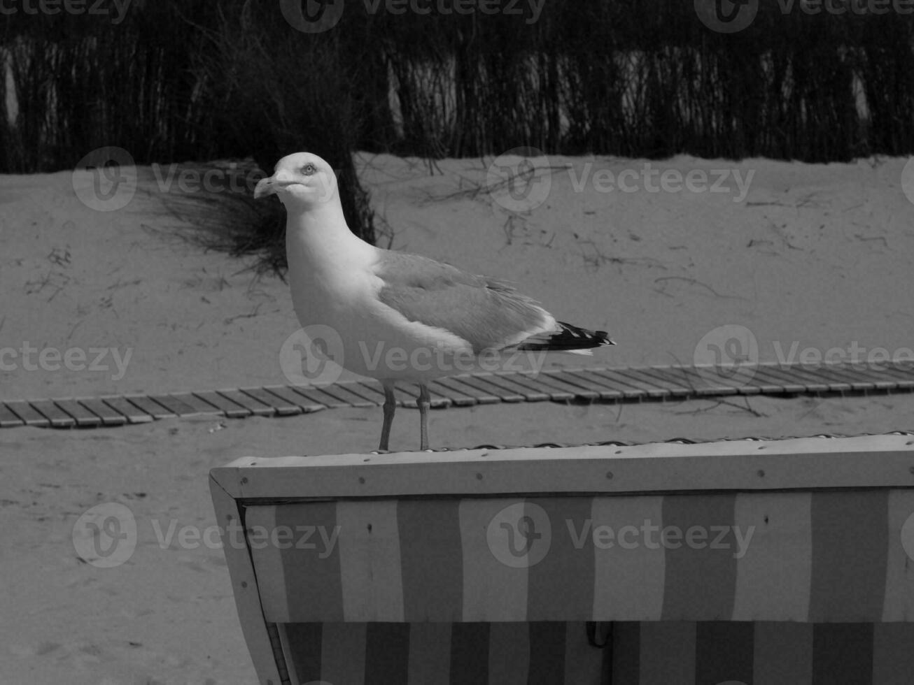 alemão ilha dentro a norte mar foto