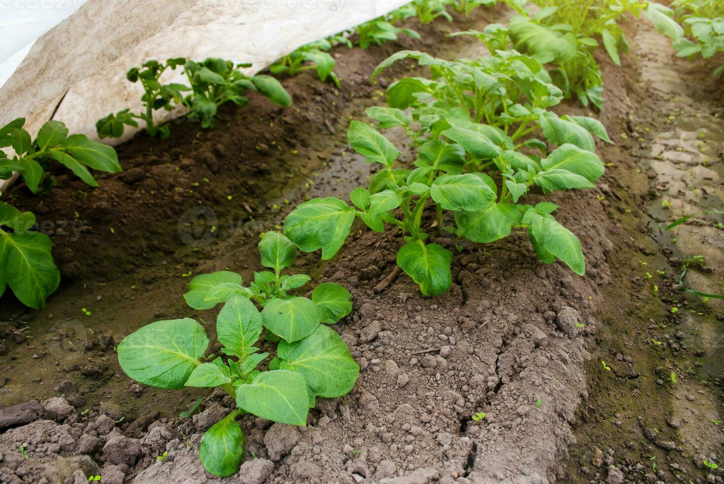 linhas do jovem arbustos batata plantação. agricultura e agricultura. indústria agrícola agronegócio. crescendo batatas dentro plástico embrulho túneis dentro cedo Primavera. estufa efeito. crescendo Comida legumes. foto