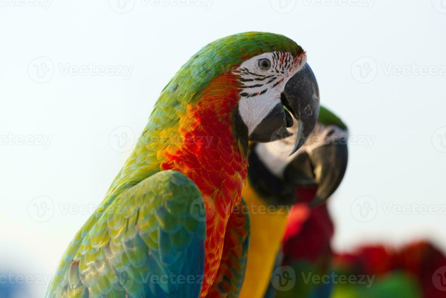 fechar acima do colorida escarlate azul e ouro arara papagaio animal poleiro em poleiro ramo com azul Claro céu fundo foto