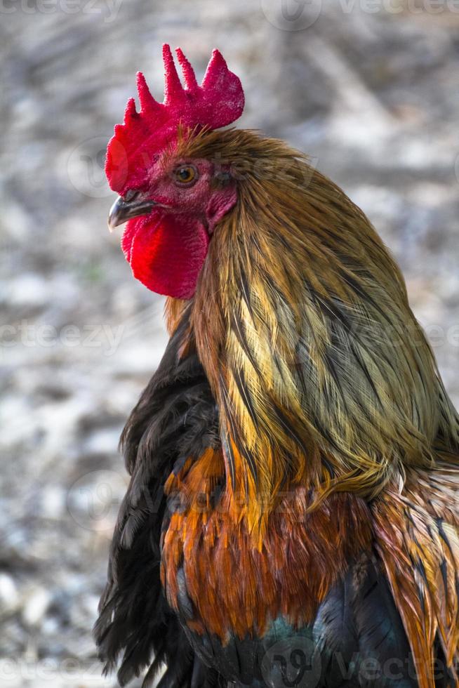 um galo fofo com uma bela crista vermelha foto