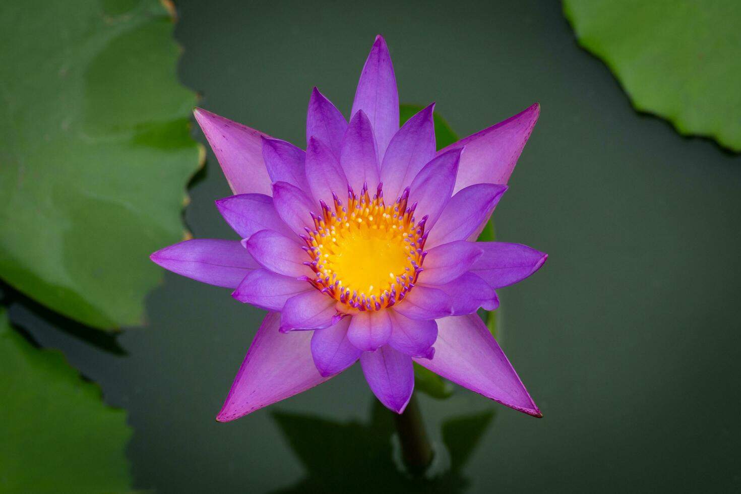 leste indiano lótus nelumbo nucifera roxo Rosa lótus flores água lírio ter amarelo alaranjado estames. a termina do a roxa estames estão ocupado às fechar faixa. lindo cores estão comumente foto