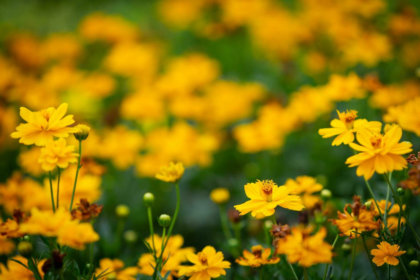 mexicano áster flor, estampado, raso profundidade do campo ocupado ao ar livre dentro a botânico jardim, é a anual plantar este é fácil para crescer e pode flor muitos dias. foto