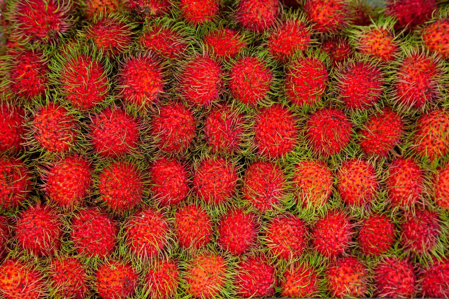 fresco rambutan fruta fundo. isto é de perto relacionado para de várias de outros comestível tropical frutas Incluindo a lichia, longan, pulasan, e mamoncillo. foto