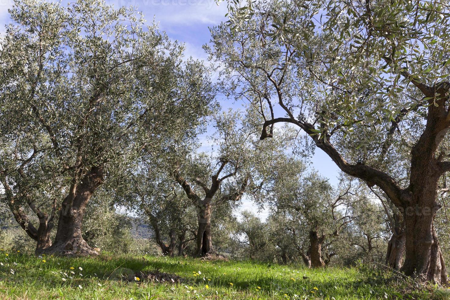 oliveiras da liguria foto