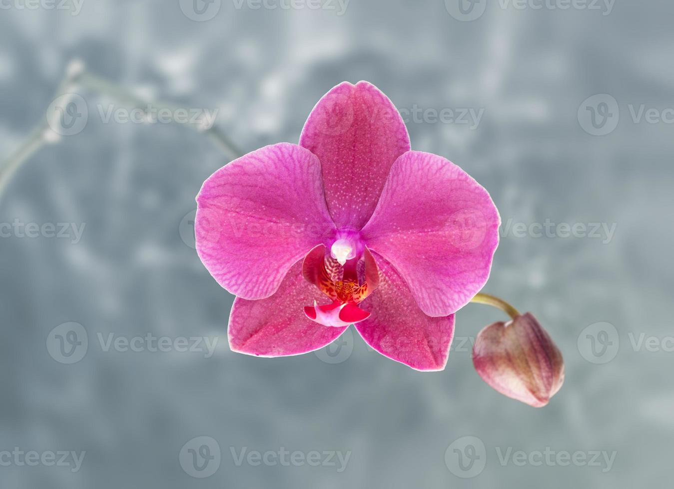 orquídea rosa em fundo desfocado abstrato foto