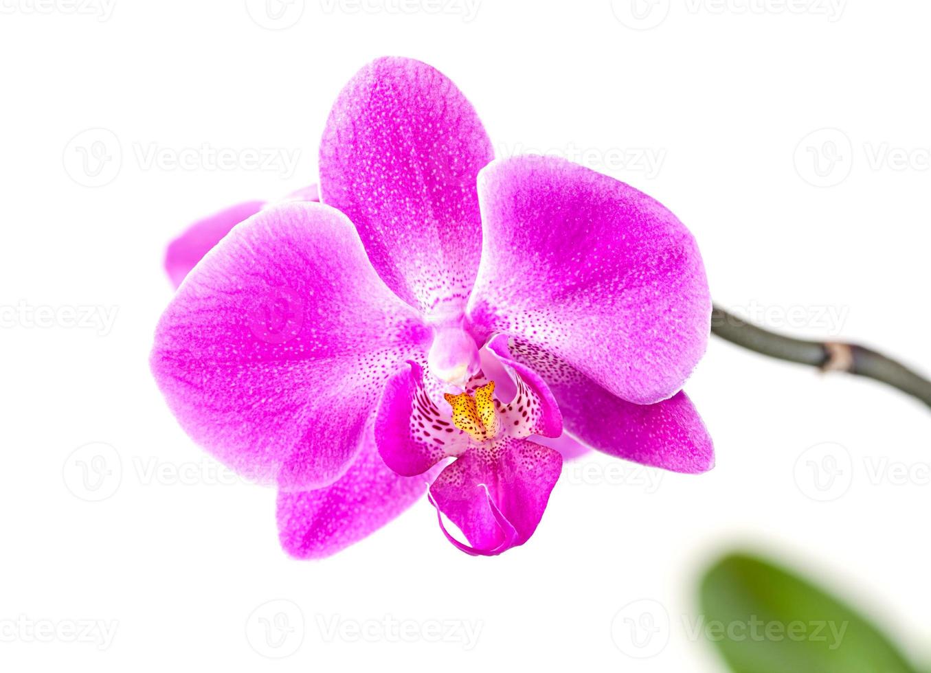 orquídea rosa em branco foto