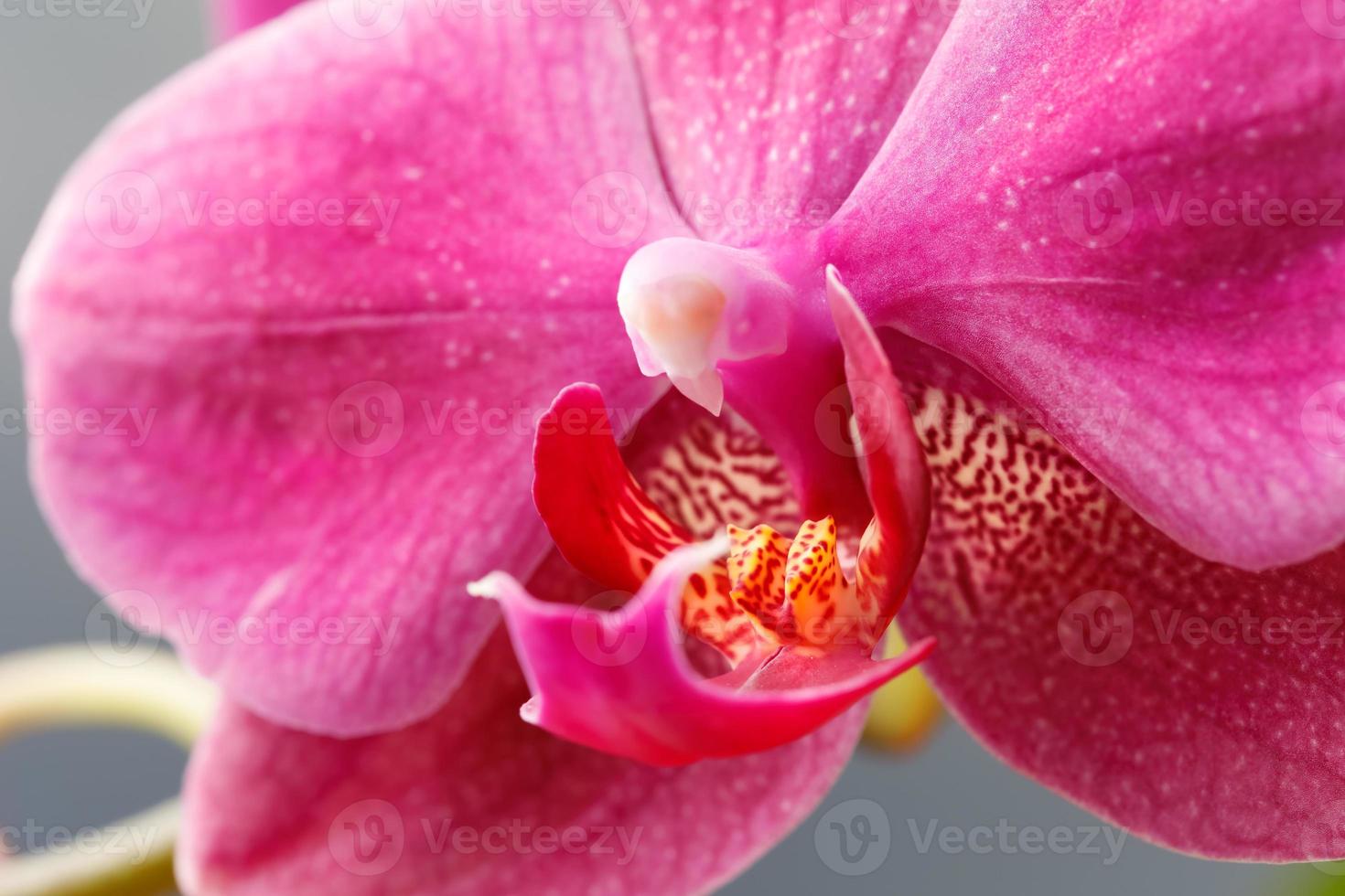 close up de flor de orquídea foto