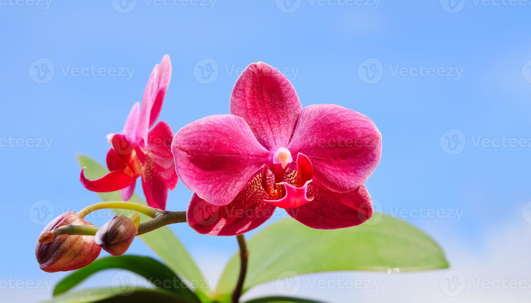 close up de flor de orquídea foto