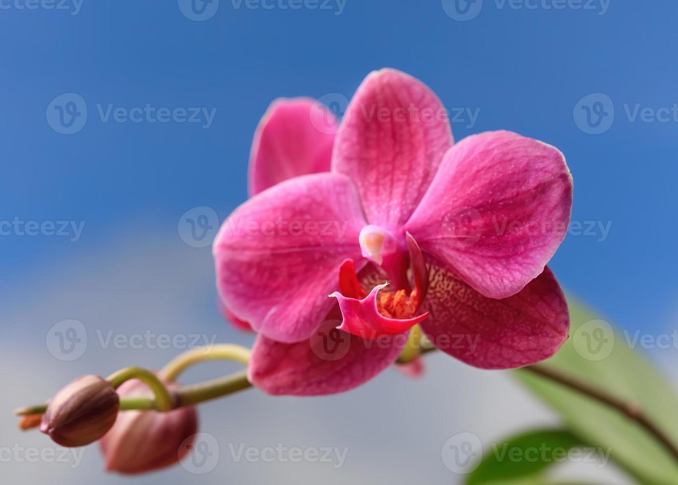 close up de flor de orquídea foto