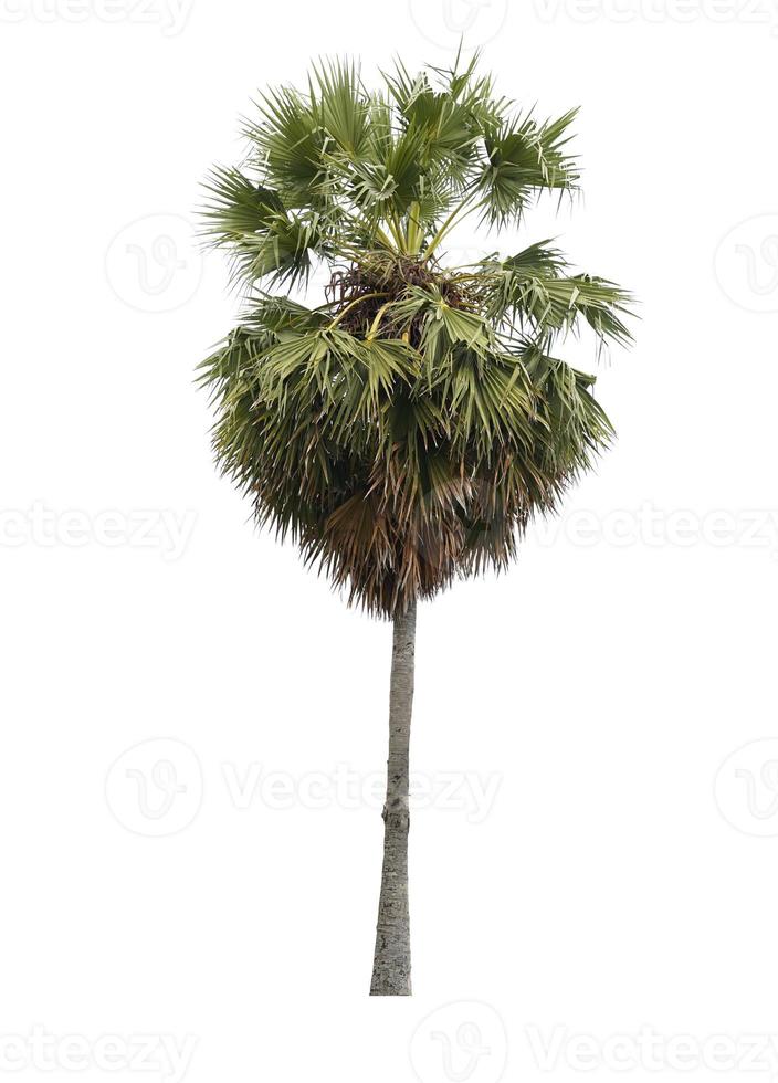 palmeiras de açúcar ou palmeira toddy isolada no fundo branco. foto