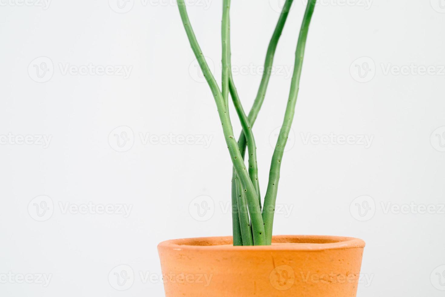 planta mínima em panela de barro em fundo branco. foto