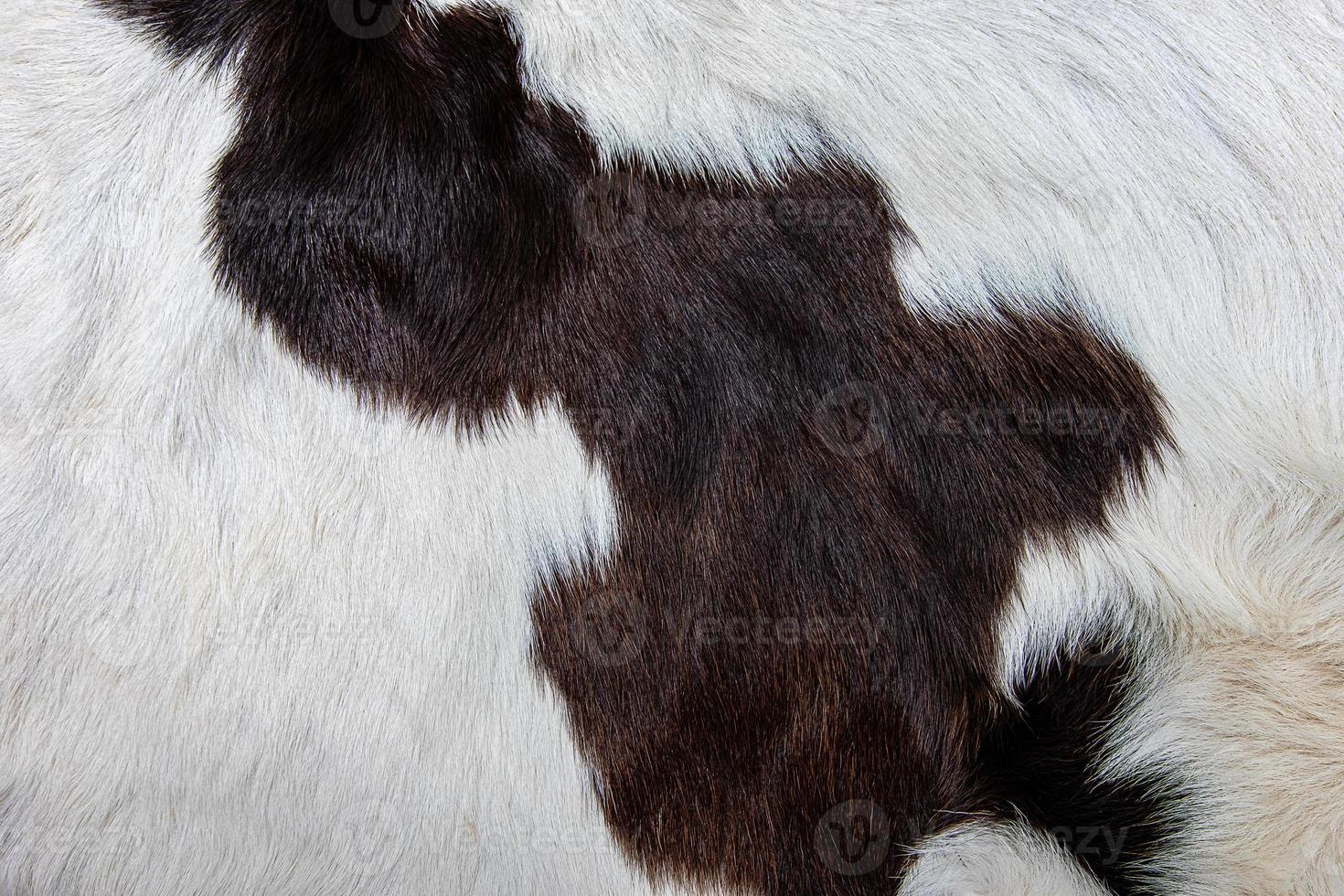 casaco de pele de vaca marrom com pelo preto branco e manchas marrons foto