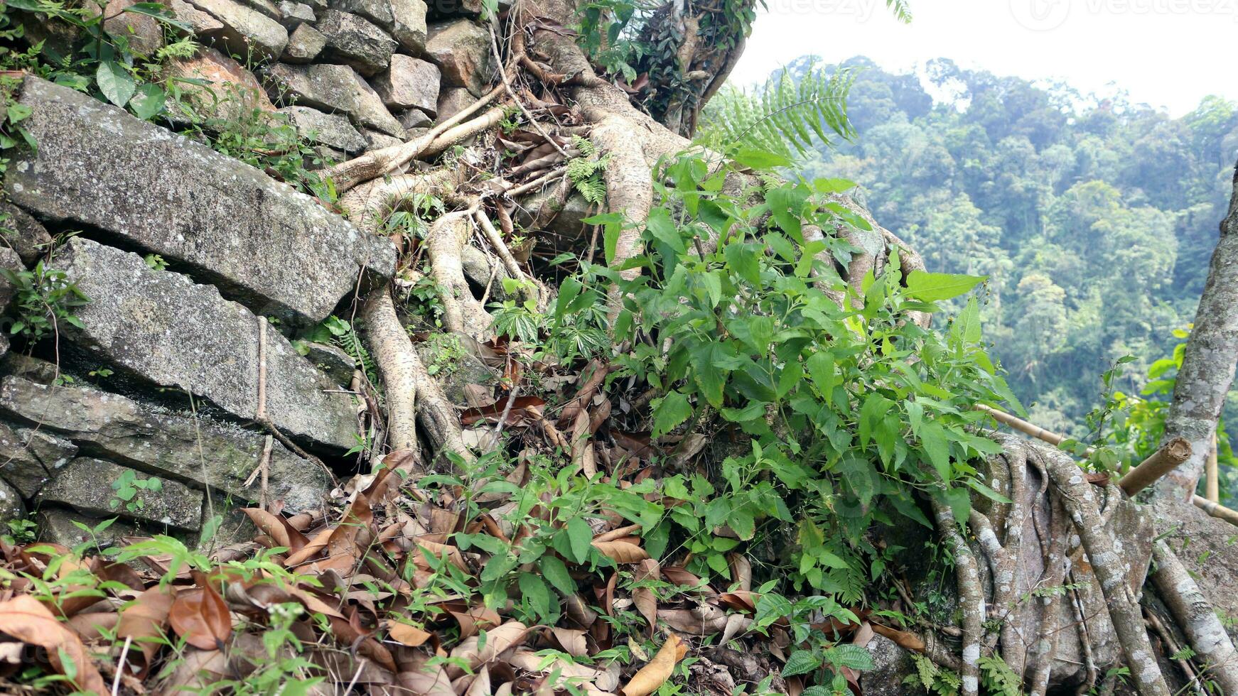 árvore raízes em uma Colina com pedras e plantas por aí isto foto