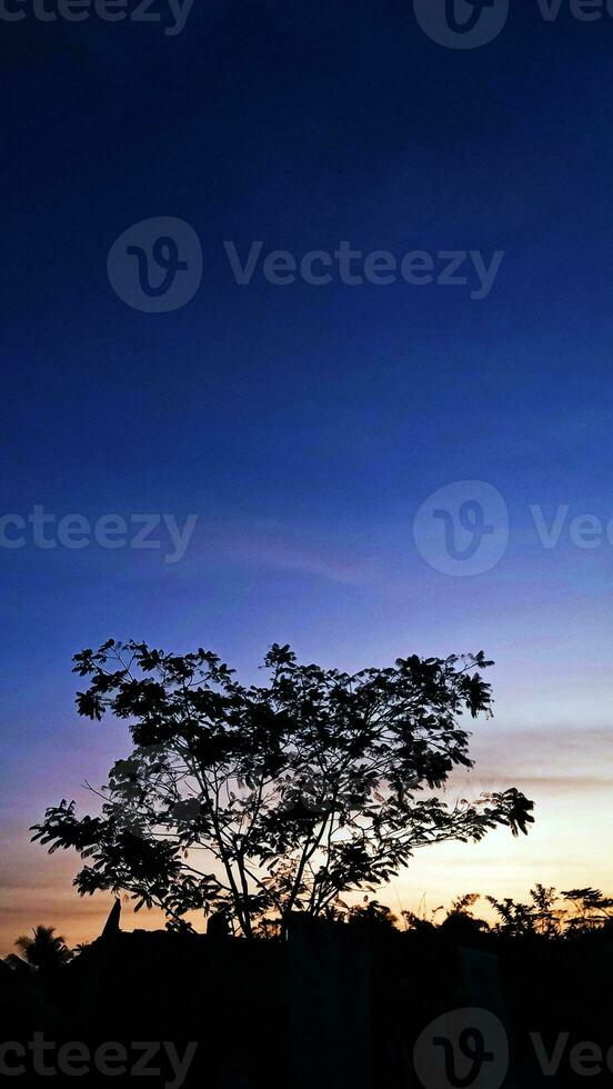 lindo Visualizações do azul e laranja céu e árvore silhuetas foto