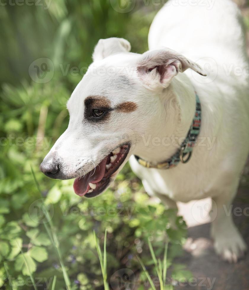 cachorro branco raça jack russell terrier foto