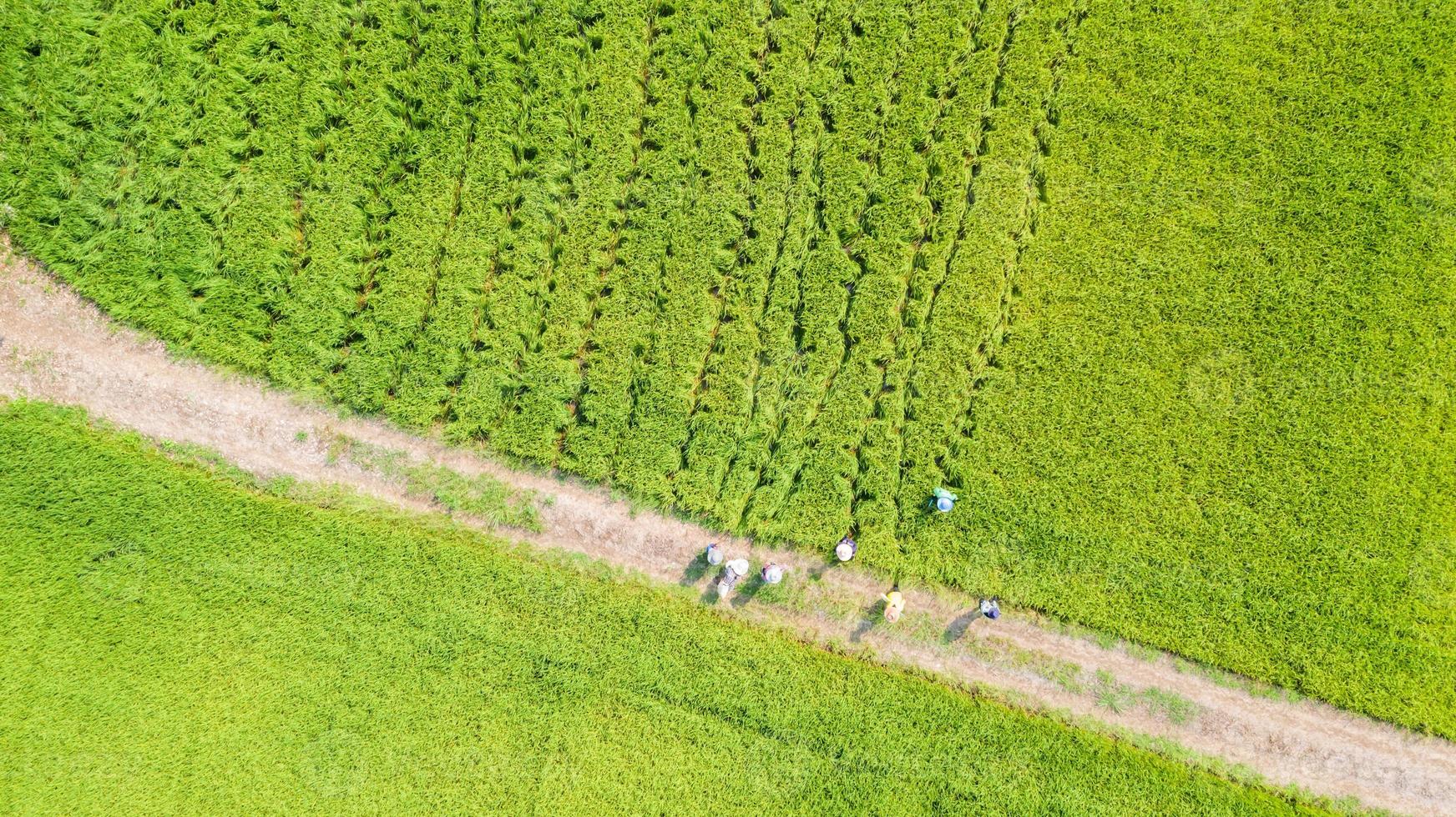 vista aérea de cima do agricultor trabalhando nos campos de arroz foto