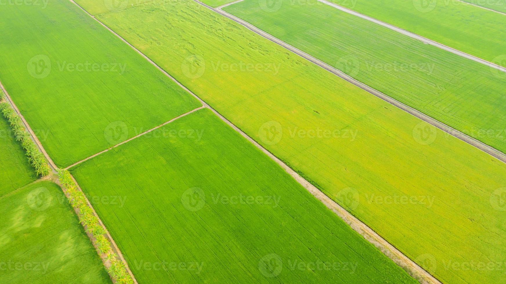 vista aérea dos campos de arroz amarelo e verde foto