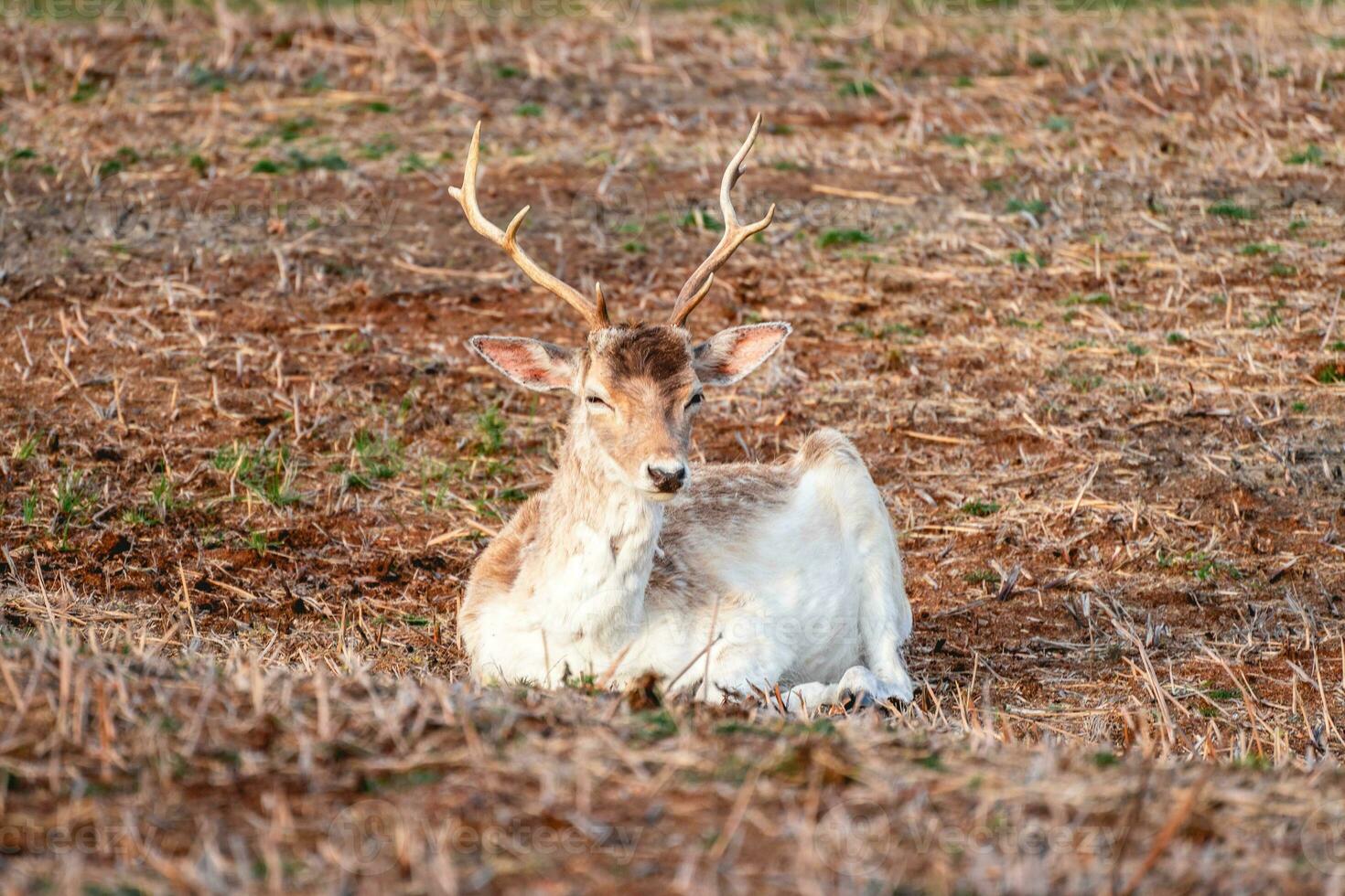 pousio veado dentro a nacional parque Amsterdã waterleidingduinen, a Holanda. foto