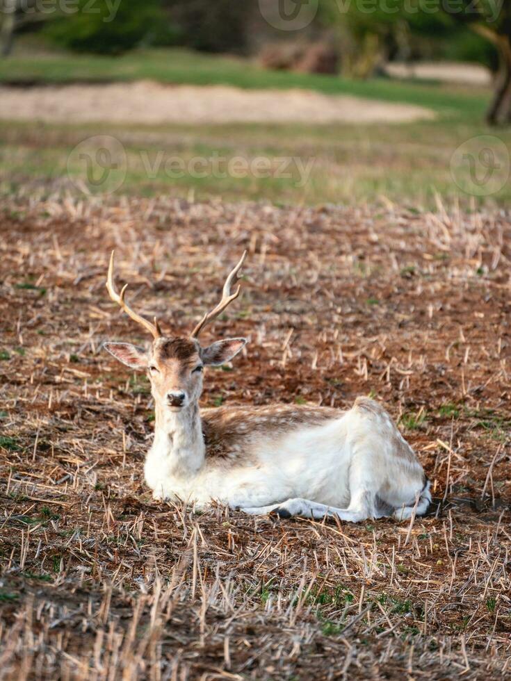 pousio veado dentro a nacional parque Amsterdã waterleidingduinen, a Holanda. foto