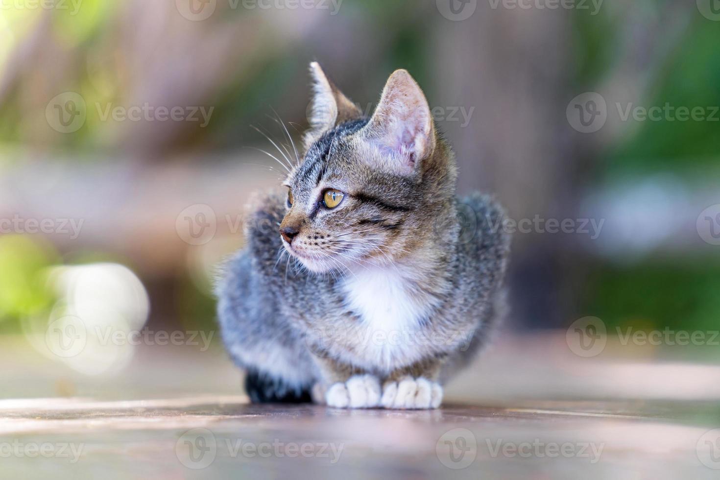 jovem gato cinza de rua foto