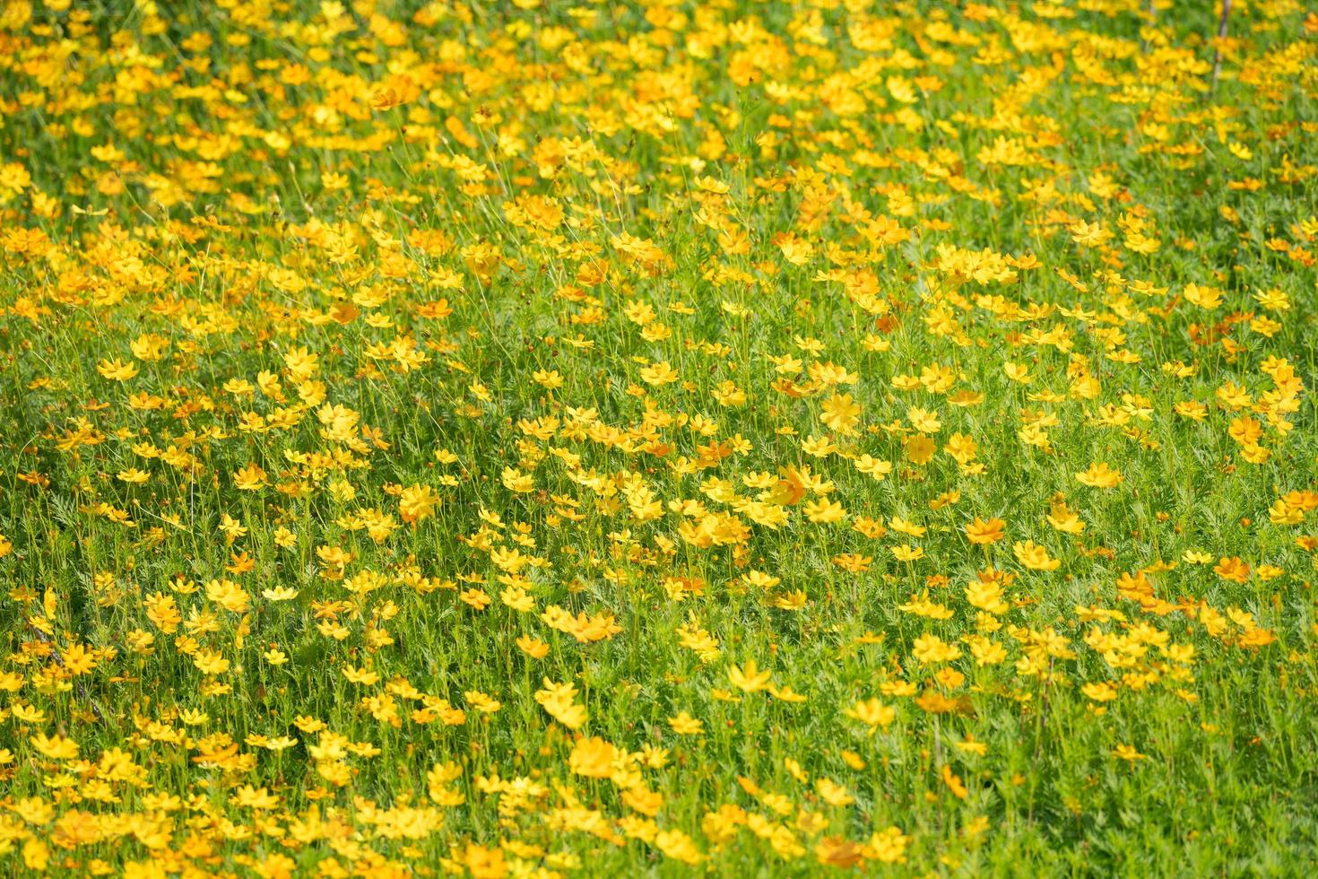 fundo de flores amarelas do cosmos foto